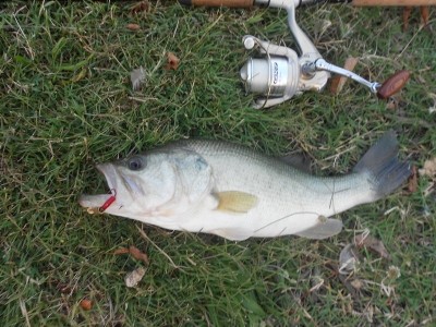 Photo of Bass Caught by Gregg with Mepps Aglia & Dressed Aglia in Maryland