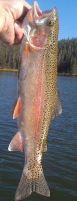 Photo of Trout Caught by Dustin with Mepps Spin Flies in Oregon