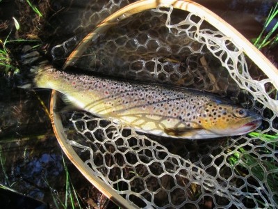 Photo of Trout Caught by Adrian with Mepps Black Fury Ultra Lites in Australia