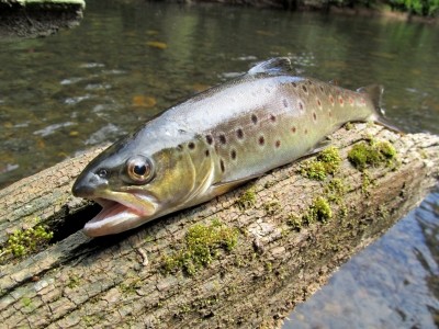 Photo of Trout Caught by Adrian  with Mepps Aglia Ultra Lites in Australia