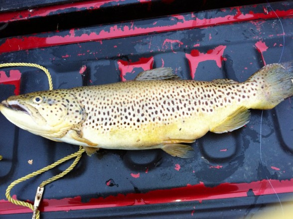 Photo of Trout Caught by Richie  with Mepps Aglia & Dressed Aglia in Virginia