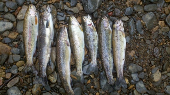 Photo of Trout Caught by James with Mepps Aglia Ultra Lites in North Carolina
