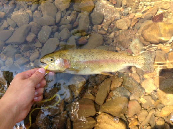 Photo of Trout Caught by Blake with Mepps Aglia & Dressed Aglia in Virginia
