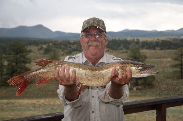 Photo of Pike Caught by Terry with Mepps Aglia & Dressed Aglia in Colorado