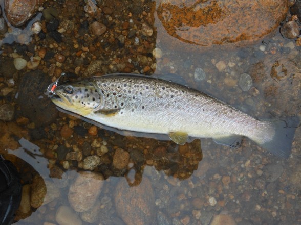 Photo of Trout Caught by Brian with Mepps Little Wolf in Connecticut