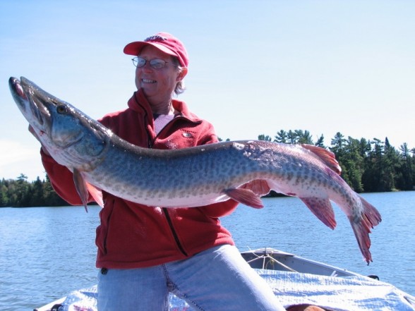 Photo of Musky Caught by Laura with Mepps Aglia & Dressed Aglia in Ontario