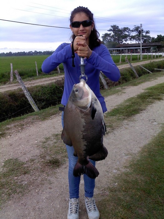 Photo of Cachama Caught by Maria Jose with Mepps Aglia Long in Colombia