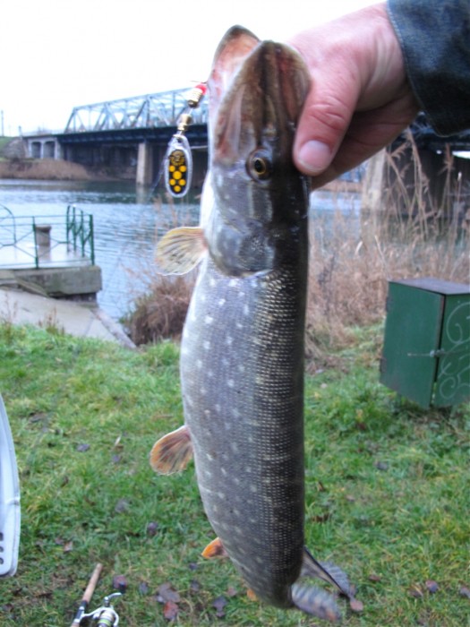 Photo of Pike Caught by Werner with Mepps Black Fury in Hungary