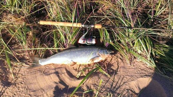 Photo of Salmon Caught by Pete with Mepps LongCast in Wisconsin