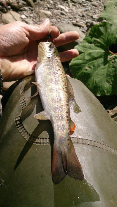 Photo of Trout Caught by Birol with Mepps Aglia BRITE in Turkey