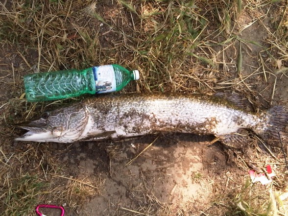 Photo of Pike Caught by Fabio with Mepps Aglia & Dressed Aglia in Italy