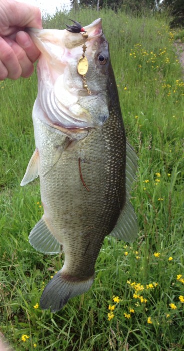 Photo of Bass Caught by Bryon with Mepps Aglia & Dressed Aglia in Washington