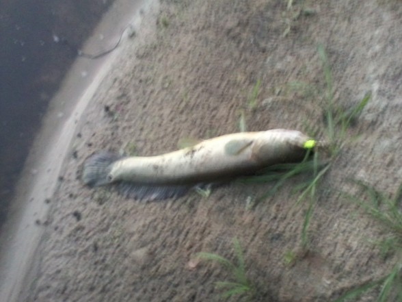 Photo of Bowfin Caught by Marshall with Mepps Black Fury in Wisconsin