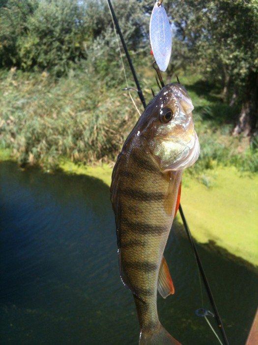 Photo of Perch Caught by Werner with Mepps Aglia Long in Hungary
