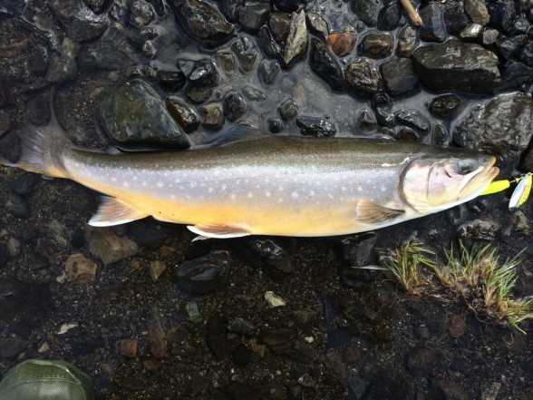 Photo of Trout Caught by Jeremy with Mepps Flying C in Alaska
