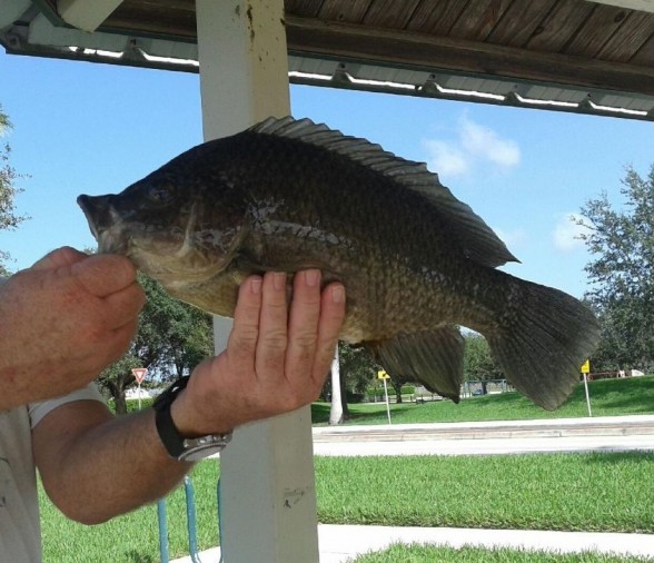 Photo of Tilapia Caught by Shawn  with Mepps Aglia & Dressed Aglia in Florida
