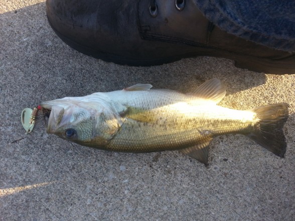 Photo of Bass Caught by John with Mepps Aglia & Dressed Aglia in Ohio