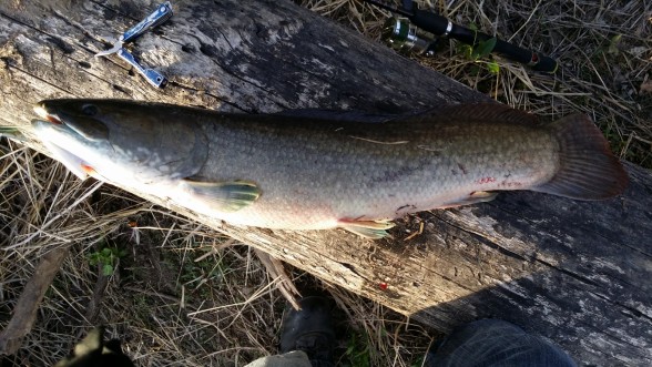 Photo of Bowfin Caught by Abraham with Mepps Aglia & Dressed Aglia in Illinois