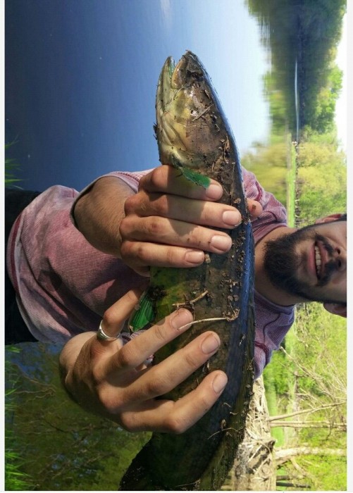 Photo of Bowfin Caught by Chris  with Mepps Aglia & Dressed Aglia in Wisconsin