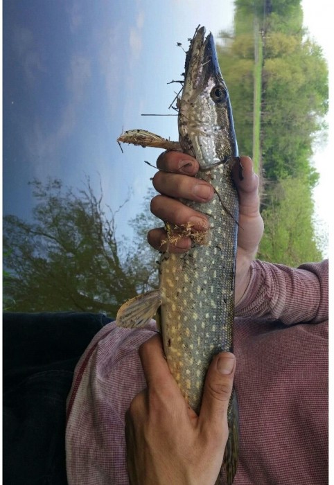 Photo of Pike Caught by Chris  with Mepps Aglia & Dressed Aglia in Wisconsin