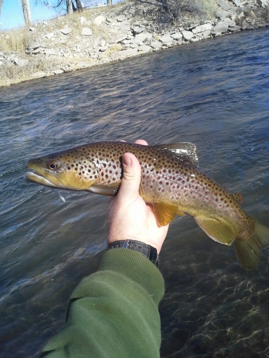 Photo of Trout Caught by John with Mepps Aglia & Dressed Aglia in Colorado