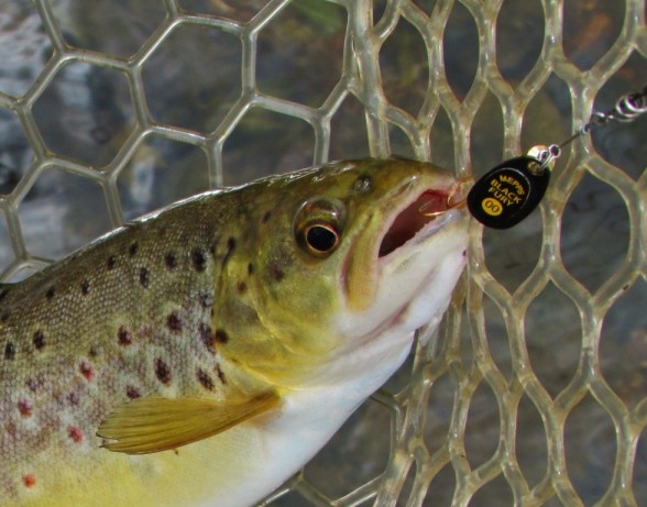 Photo of Trout Caught by Adrian  with Mepps Black Fury Ultra Lites in Australia
