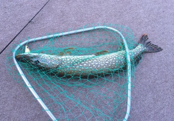 Photo of Pike Caught by Daniel with Mepps Syclops in Michigan