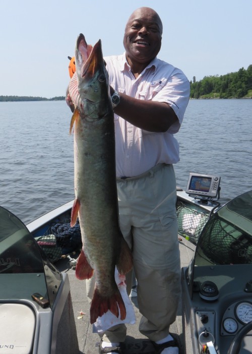 Photo of Musky Caught by Robert with Mepps Aglia & Dressed Aglia in Ontario
