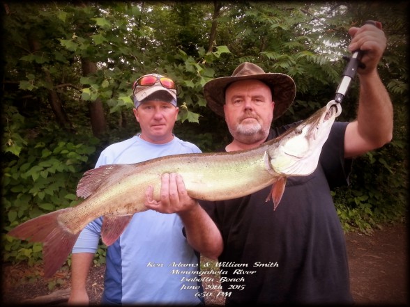 Photo of Musky Caught by William with Mepps Aglia & Dressed Aglia in Pennsylvania