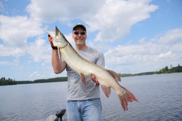 Photo of Musky Caught by David with Mepps Musky Marabou in Ontario