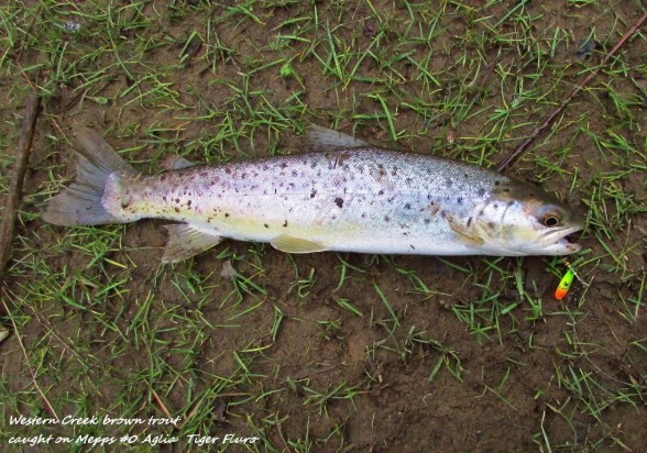 Photo of Trout Caught by Adrian with Mepps Aglia & Dressed Aglia in Australia
