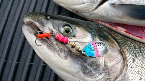 Salmon Caught by Erik with Mepps Aglia & Dressed Aglia in Alaska Salmon Caught by Erik with Mepps Aglia & Dressed Aglia in Alaska
