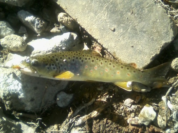 Photo of Trout Caught by Bob with Mepps Aglia Ultra Lites in Colorado