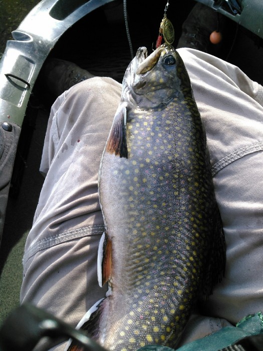 Photo of Trout Caught by Greg with Mepps Aglia & Dressed Aglia in Connecticut