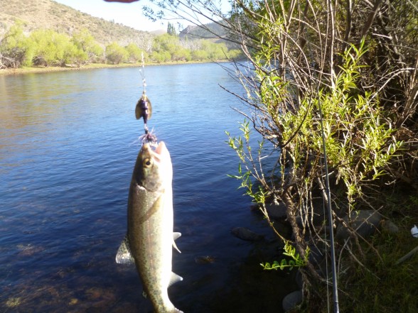 Photo of Trout Caught by Sergio with Mepps Thunder Bug in Argentina