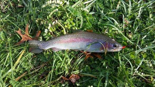 Photo of Trout Caught by Noah with Mepps Aglia & Dressed Aglia in Indiana
