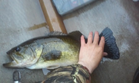 Photo of Bass Caught by Alec with Mepps Mepps Marabou in New York