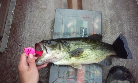 Photo of Bass Caught by Alec with Mepps Mepps Marabou in New York