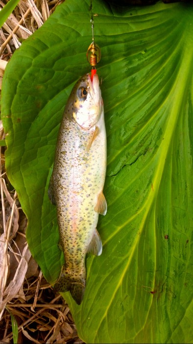 Photo of Trout Caught by Joe with Mepps Aglia & Dressed Aglia in Michigan