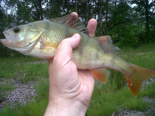 Photo of European Perch Caught by Peter with Mepps Aglia & Dressed Aglia in United Kingdom