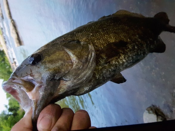Photo of Bass Caught by Dan with Mepps Black Fury in Iowa