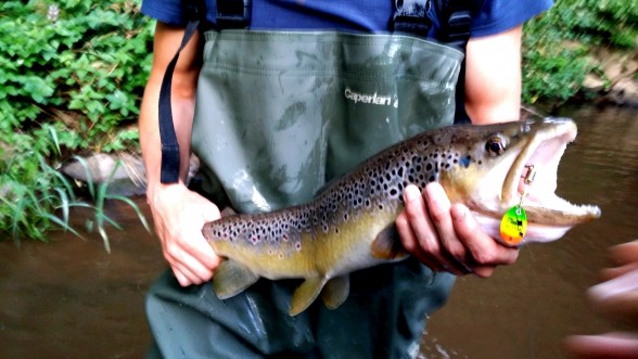 Photo of Trout Caught by Carsten with Mepps Aglia & Dressed Aglia in Germany