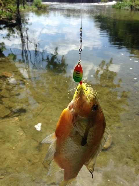 Photo of Perch Caught by RON with Mepps Aglia Marabou in Texas