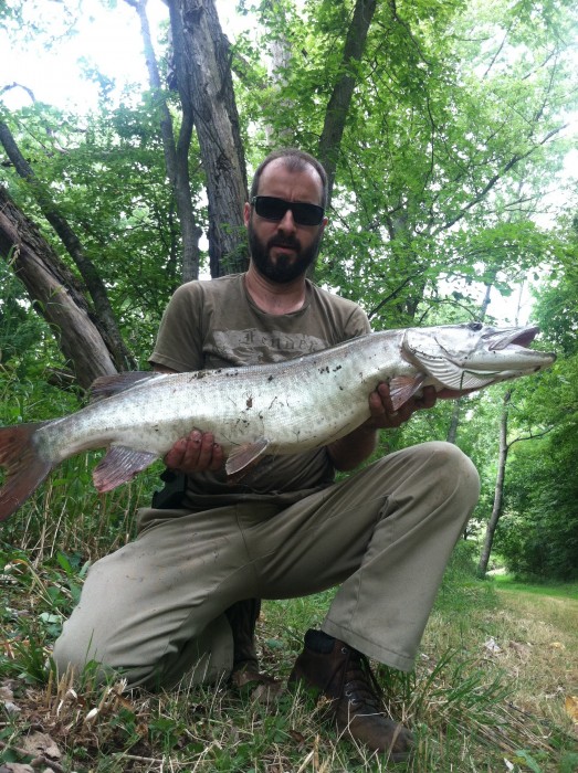 Photo of Musky Caught by Shannon with Mepps Aglia & Dressed Aglia in Ohio