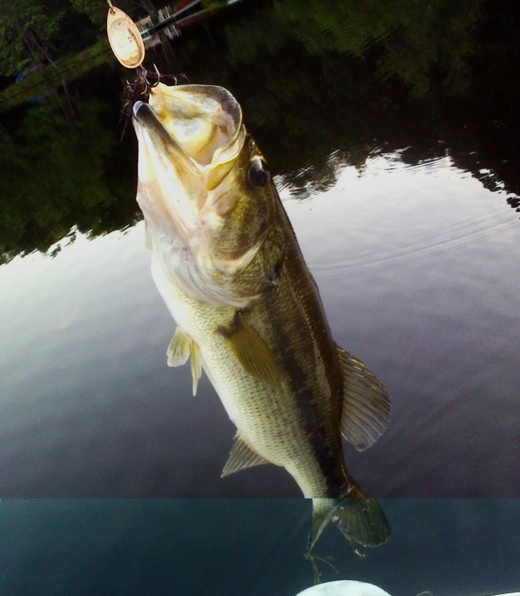 Photo of Bass Caught by Ronald with Mepps Aglia Marabou in New Jersey