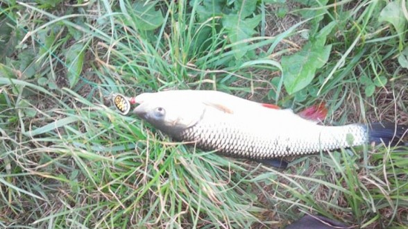 Photo of Carp Caught by Milan with Mepps Black Fury in Czech Republic