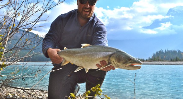 Photo of Bull Trout Caught by Dave with Mepps Giant Killer in British Columbia
