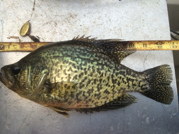 Photo of Crappie Caught by John with Mepps Aglia & Dressed Aglia in United States