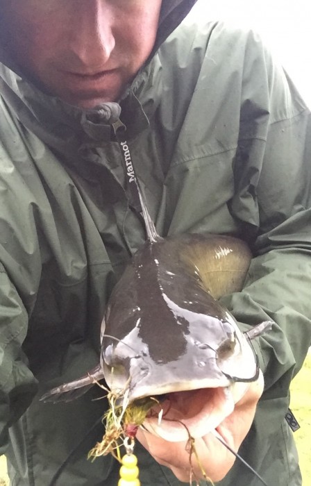 Photo of Catfish Caught by Todd with Mepps Black Fury in Illinois