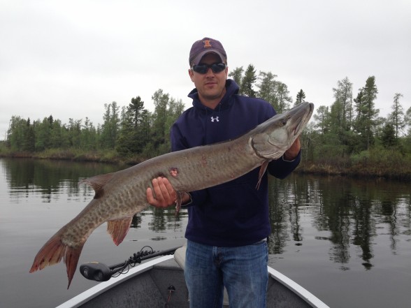 Photo of Musky Caught by Benjamin with Mepps Aglia & Dressed Aglia in Minnesota